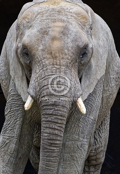 African Elephant