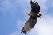 White tailed eagle or European Eagle