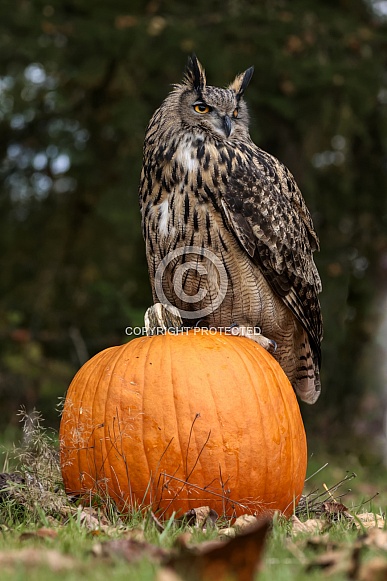 Eurasian Eagle Owl