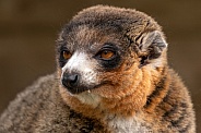 Mongoose Lemur Close Up Side Profile