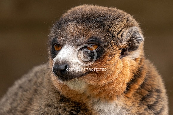 Mongoose Lemur Close Up Side Profile Mongoose Lemur Close Up Side Profile