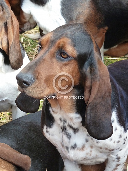 Bassett Hound dog