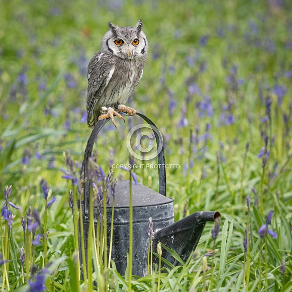 White Faced owl White Faced owl
