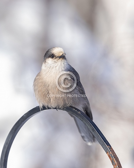 Gray Jay, Canada jay, Camp Robber, Whiskey Jack Gray Jay, Canada jay, Camp Robber, Whiskey Jack