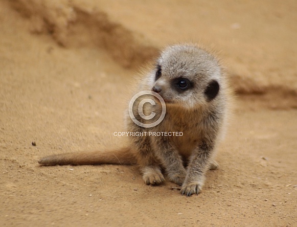 Meerkat Pup