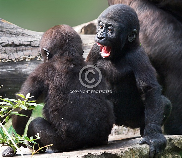 Western lowland gorilla (Gorilla gorilla gorilla)