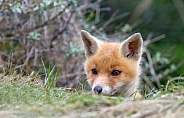 Red Fox cub in nature