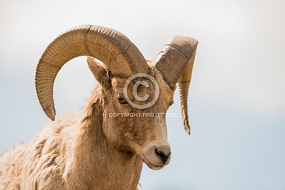 Big horn sheep (wild)