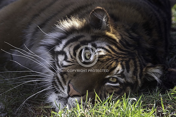 Sumatran Tiger Close Up Looking At Camera