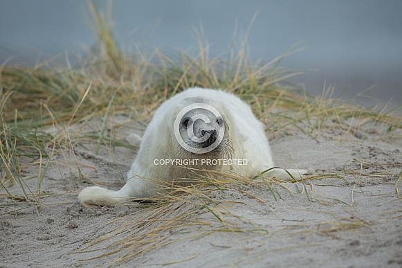 common seal