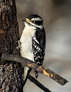 Downy woodpecker on a tree looking for grubs