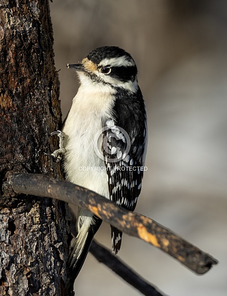 Downy woodpecker on a tree looking for grubs