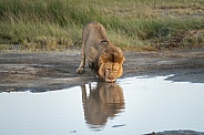 Older male lion by a water hole