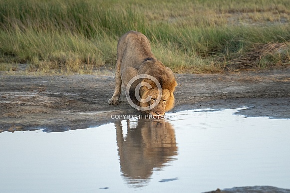 Older male lion by a water hole Older male lion by a water hole