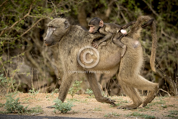 Baboon mother and baby