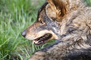 Grey Wolf