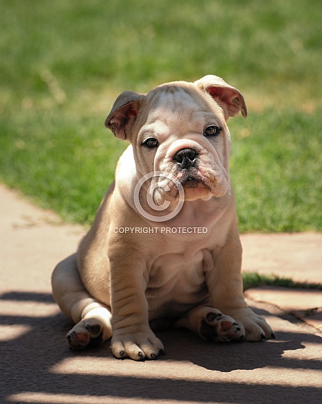 Bulldog puppy sitting funny for a photo Bulldog puppy sitting funny for a photo