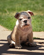 Bulldog puppy sitting funny for a photo