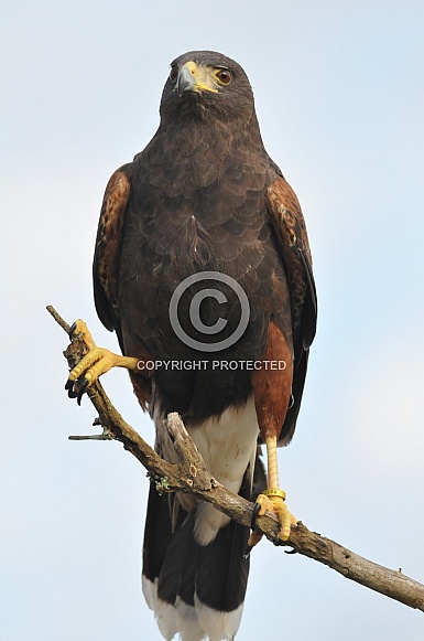 Harris Hawk Harris Hawk