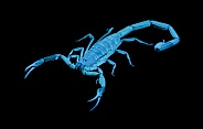Wild adult Hentz Striped bark Scorpion - Centruroides hentzi - UV ultraviolet black light isolated on black background.  Native of Florida. Stinger and pinchers visible. Above dorsal view