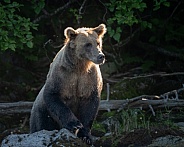 Bear getting up higher and watching for fish