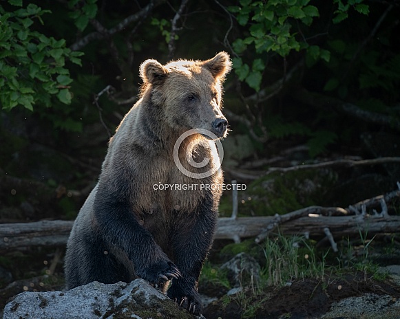 Bear getting up higher and watching for fish Bear getting up higher and watching for fish