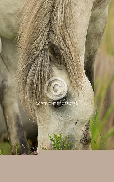 Carneddau Pony