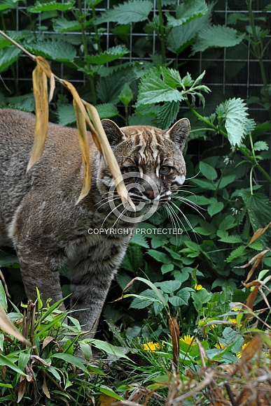 Asian Golden Cat (Catopuma temminckii) Asian Golden Cat (Catopuma temminckii)