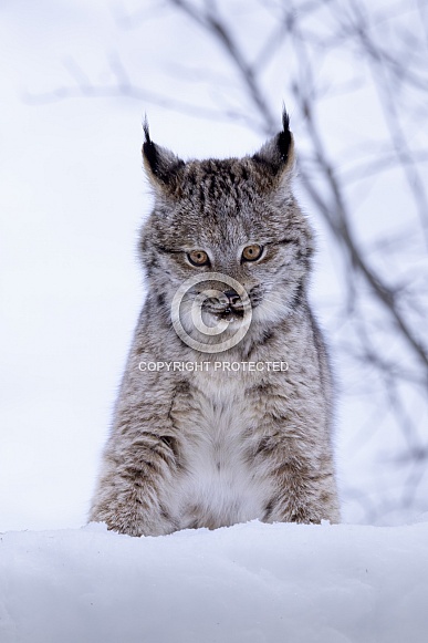 Canada Lynx
