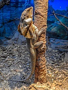 Frilled-neck Lizard