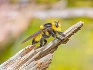 southern bee killer, Mallophora orcina Species of robber fly