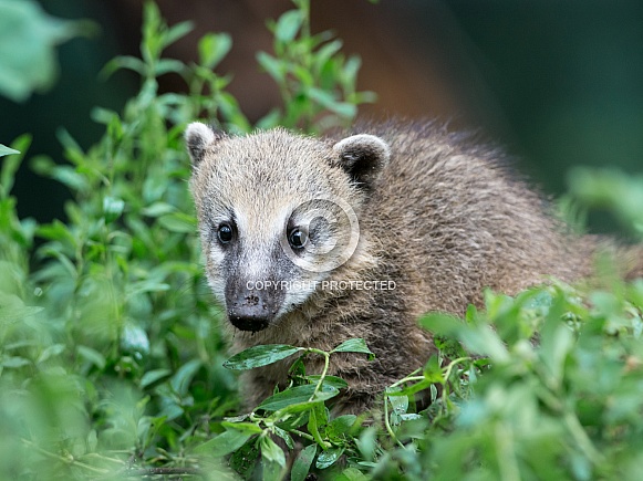 South American coati