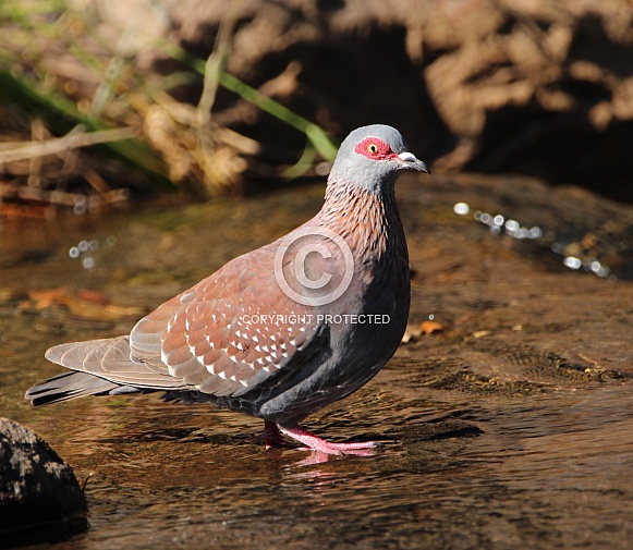 Rock pigeon