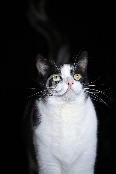 Black and white colored cat Black and white colored cat