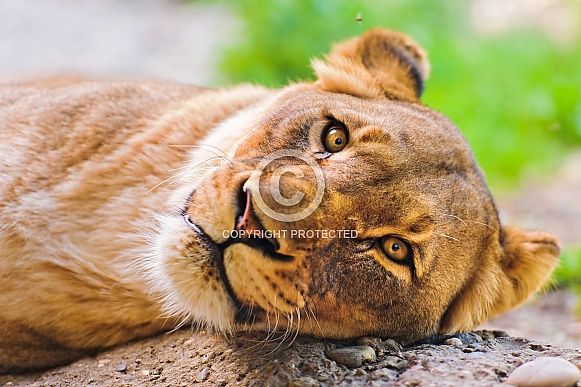 Lioness Lioness