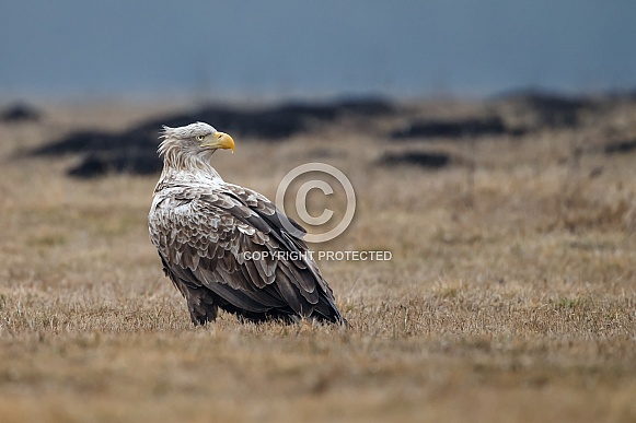 White tailed eagle or European Eagle