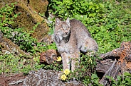 Canada Lynx and Wild Roses