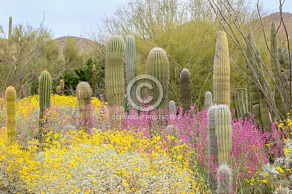 Arizona Desert in the Spring