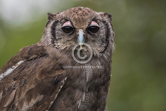 Milky Eagle Owl Close Up Face Shot