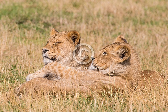African Lion Cubs African Lion Cubs