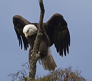 Bald Eagle