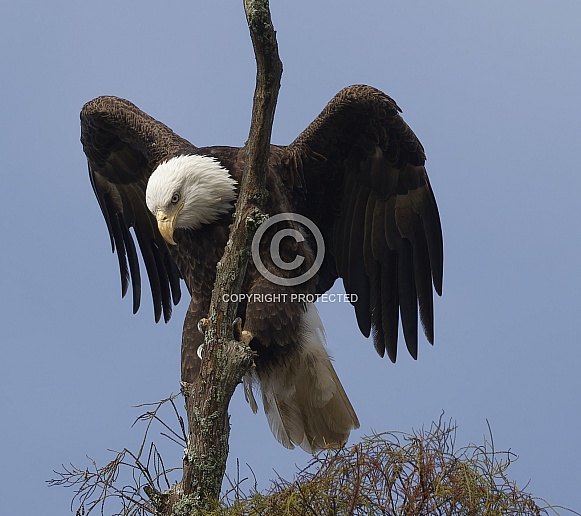 Bald Eagle