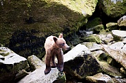 Wild grizzly bear cub