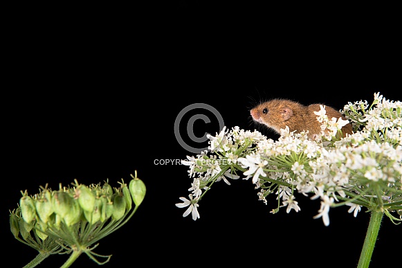 Harvest mouse peeking out