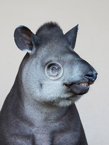 South American tapir (Tapirus terrestris)
