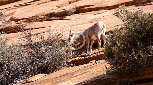 Ovis canadensis nelsoni, desert big horned sheep Ovis canadensis nelsoni, desert big horned sheep