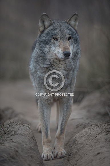 Grey Wolf