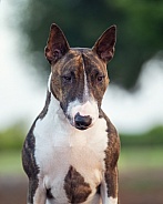Close up portrait of a miniature bull terrier