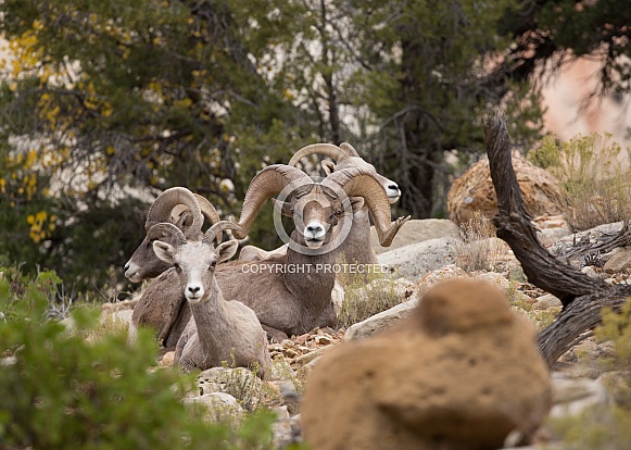 Ovis canadensis nelsoni, desert big horned sheep