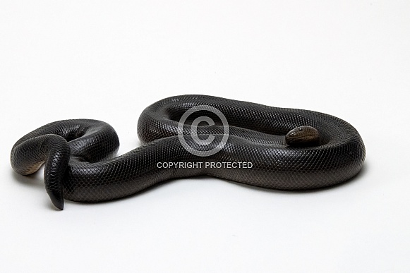 Rubber Boa Rubber Boa